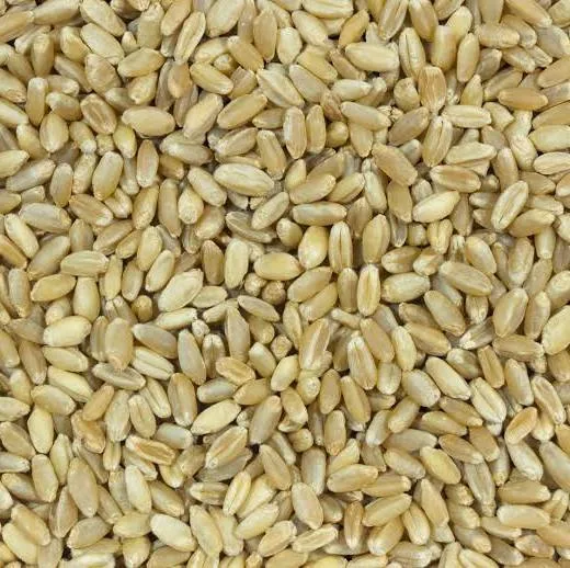 Wheat (گندم)